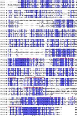 Investigation of Isoform Specific Functions of the V-ATPase a Subunit During Drosophila Wing Development